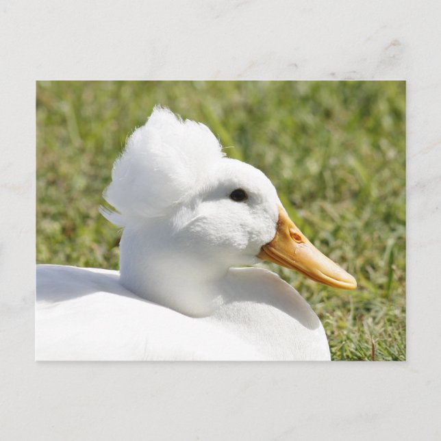 White Crested Duck Photo Postcard (Front)