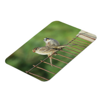 White Crested Sparrows Male and Female Magnet