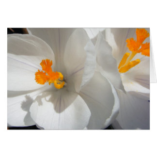 White Crocus