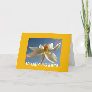 White crocus easter greeting - dutch holiday card