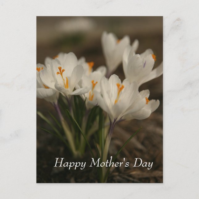 White Crocus Mother's Day Postcard (Front)
