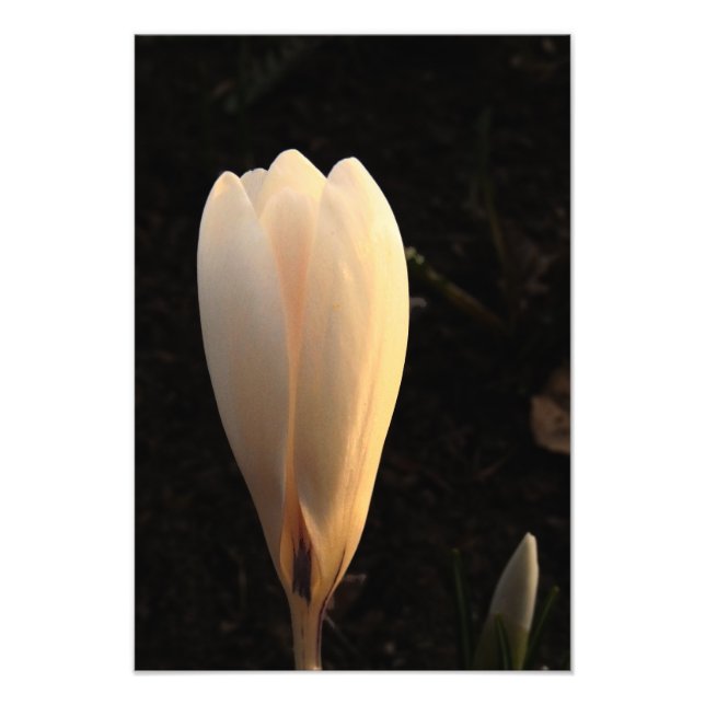 White Crocus on Dark Background Photo Print (Front)