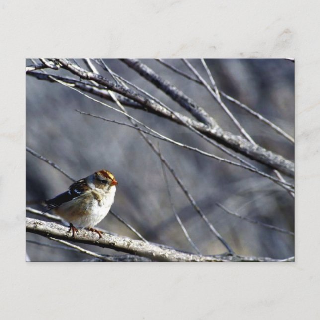 White-crowned sparrow female postcard (Front)