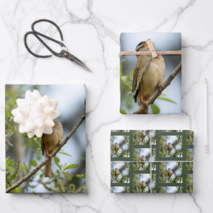 White-crowned Sparrow - Fine Art Bird Photography Wrapping Paper Sheet