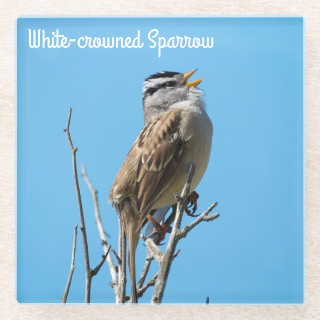 White-crowned Sparrow Glass Coaster (Front)