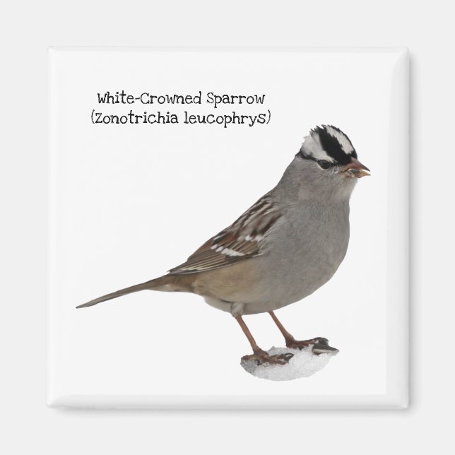 White-Crowned Sparrow Magnet (Front)