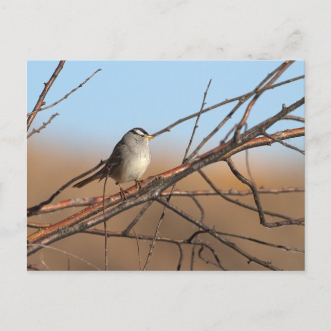 White Crowned Sparrow on a stick Postcard (Front)