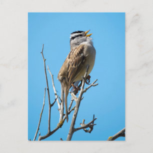 White-crowned Sparrow Postcard
