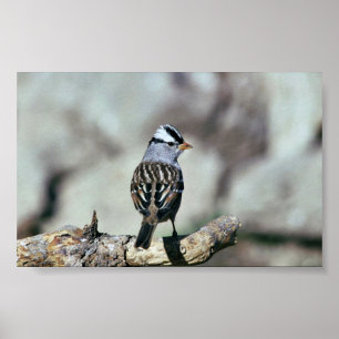 White-crowned sparrow poster