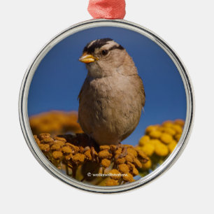 White-Crowned Sparrow Sitting on the Tansy Metal Tree Decoration