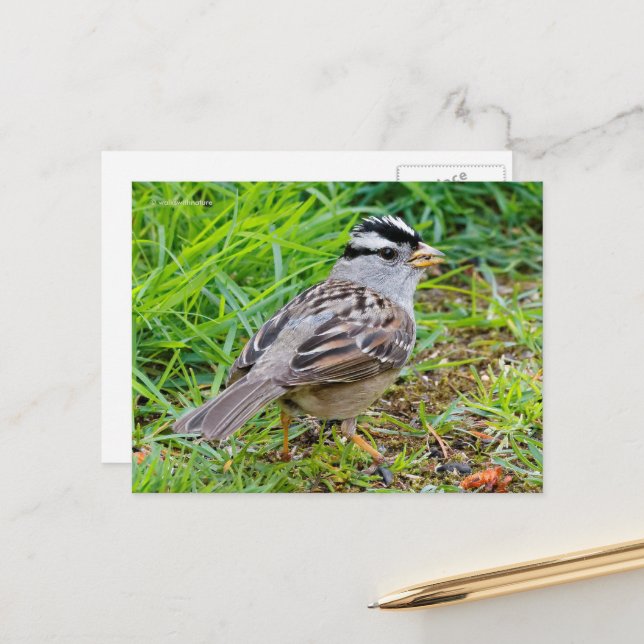 White-Crowned Sparrow Songbird in the Grass Postcard (Front/Back In Situ)