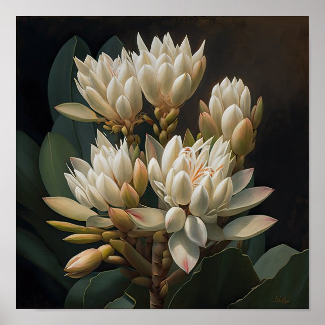 White Curcuma Flower Art Print Poster (Front)