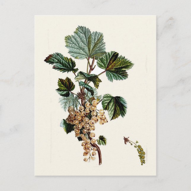 White Currant Postcard (Front)