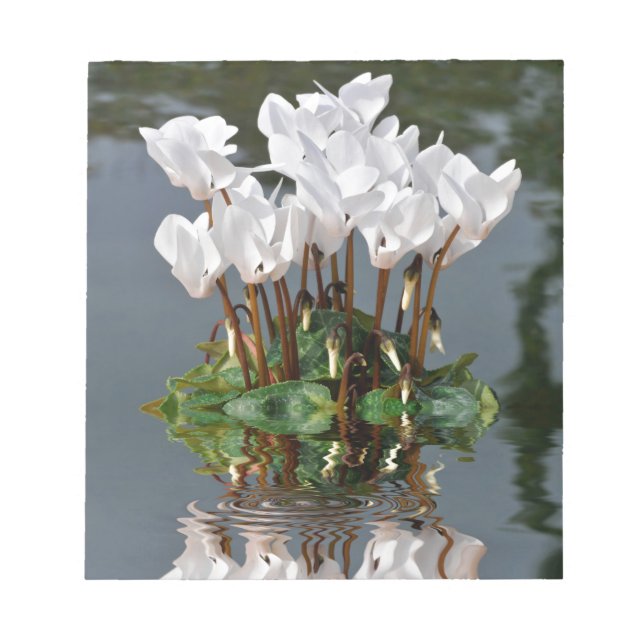 White cyclamen flowers in the water notepad (Front)