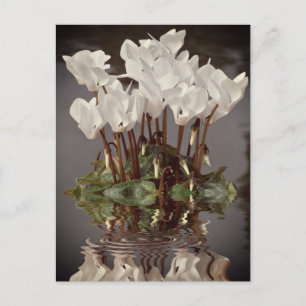 White cyclamen flowers in the water postcard