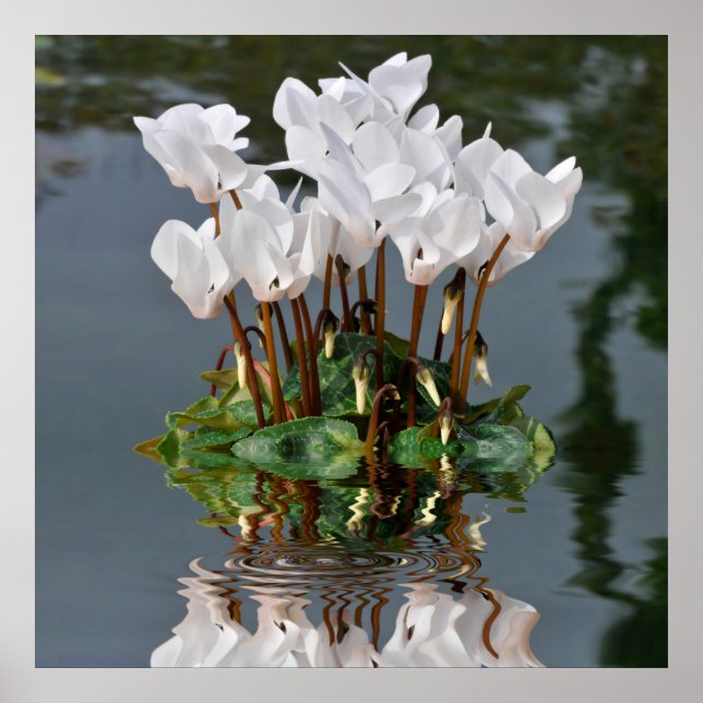 White cyclamen flowers in the water poster (Front)