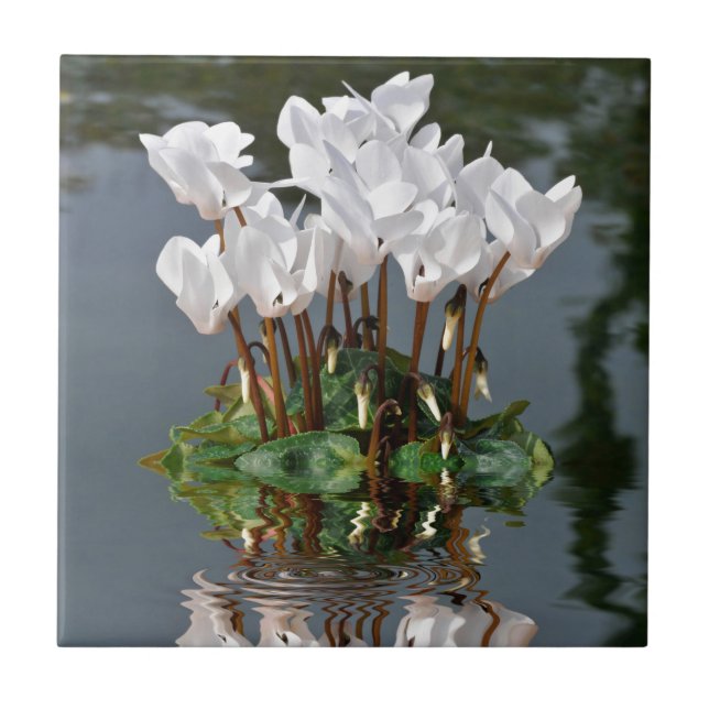 White cyclamen flowers in the water tile (Front)