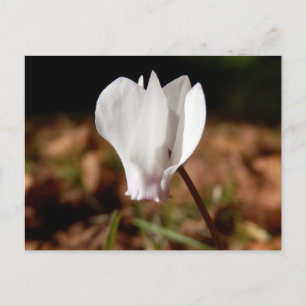 White Cyclamen Postcard