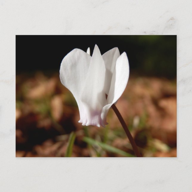 White Cyclamen Postcard (Front)