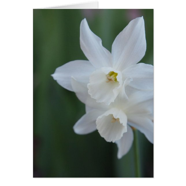 White Daffodil (Front)