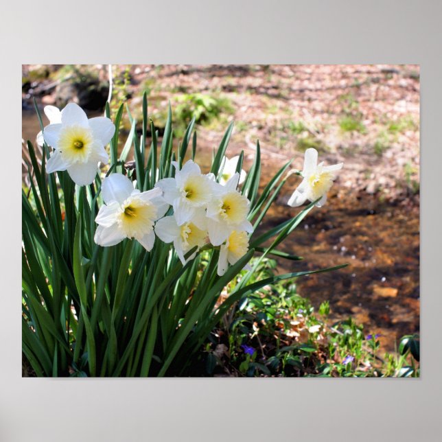  White Daffodil Flowers By Brook Poster (Front)