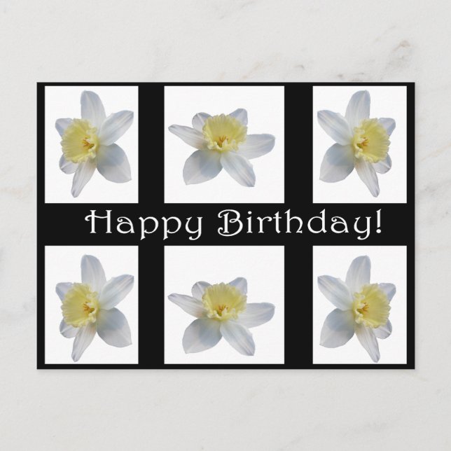 White Daffodil Postcard (Front)
