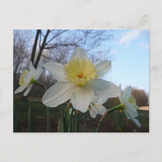 White Daffodil Postcard (Front)