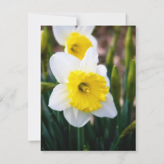White Daffodil Postcard