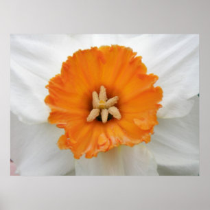 White Daffodil Print