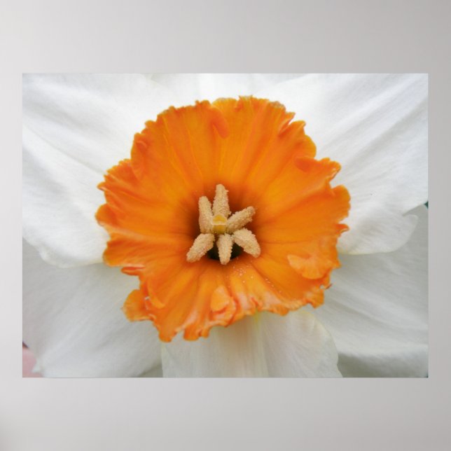 White Daffodil Print (Front)