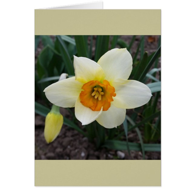 white daffodil shining (Front)