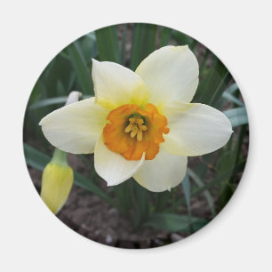 white daffodil shining magnet