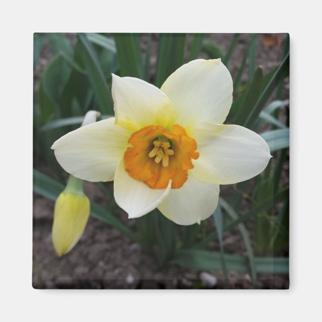 white daffodil shining magnet (Front)