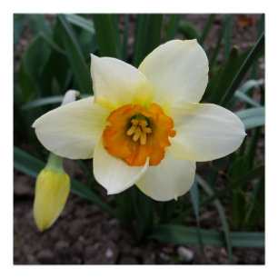 white daffodil shining poster