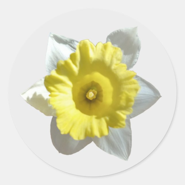 White Daffodil Stickers (Front)