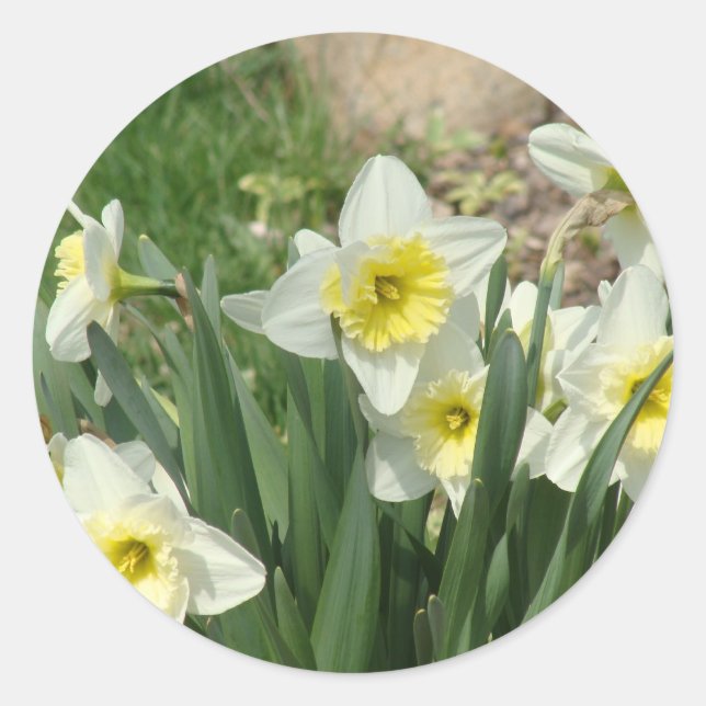 White Daffodils Classic Round Sticker (Front)