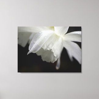 White Daffodils Floral Photo Print
