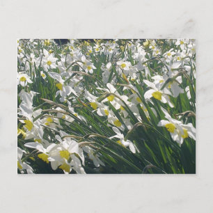 White Daffodils Postcard