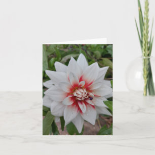 White Dahlia Flower Blank Card