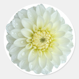 White Dahlia Flower Classic Round Sticker