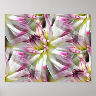 White Dahlia Flower Petals Abstract Poster