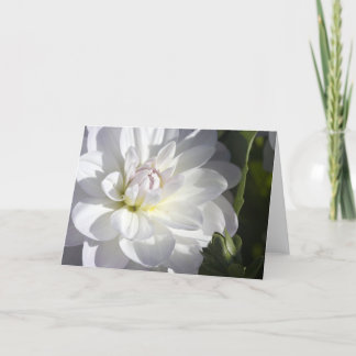White dahlia greeting card