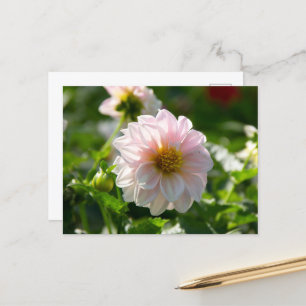White dahlia in the garden photo postcard