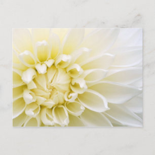 White Dahlia Postcard