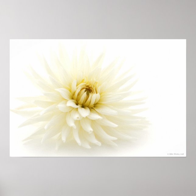 White Dahlia Poster (Front)