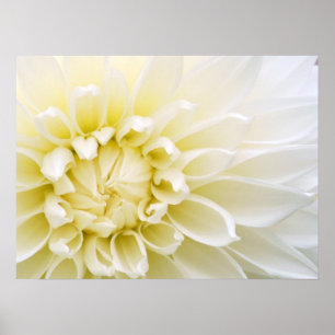 White Dahlia Poster