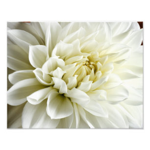 White Dahlia Sepia Dahlia Closeup Flower Template Photo Print
