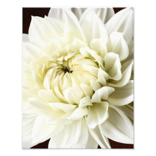 White Dahlia Sepia Dahlia Closeup Flower Template Photo Print