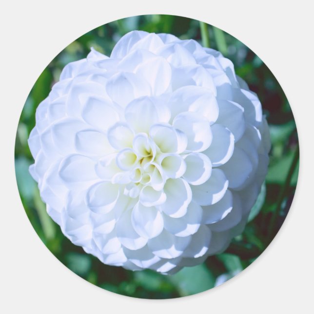 White Dahlia Sticker (Front)