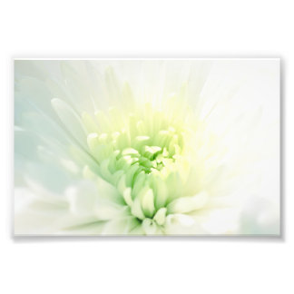 White Dahlia With a Soft Green Centre Photo Print